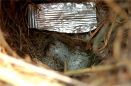 Passer domesticus - House Sparrow Eggs