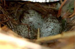 Passer domesticus - House Sparrow Eggs