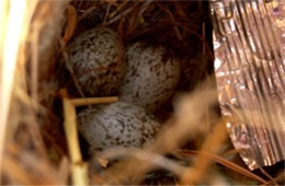 Passer domesticus - House Sparrow Eggs