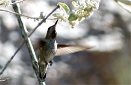 Hummingbird Nectaring on White Flowers