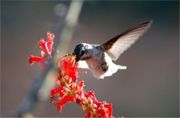 Hummingbird Nectaring on Ocotillo Flowers
