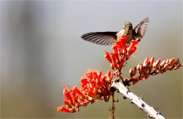 Hummingbird Nectaring on Ocotillo Flowers