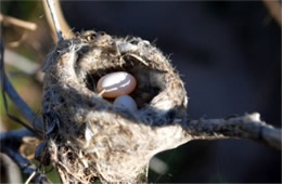 Hummingbird Nest and Two Eggs