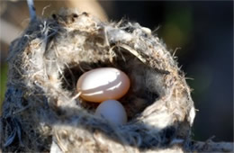 Hummingbird Nest and Two Eggs