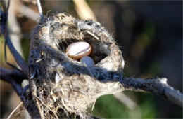 Hummingbird Nest and Two Eggs