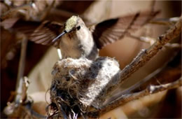 Female Hummingbird on Nest