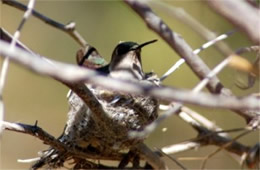 Female Hummingbird on Nest