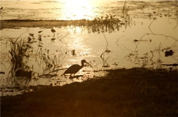 ibis at dawn
