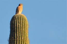 Falco sparverius - American Kestrel 