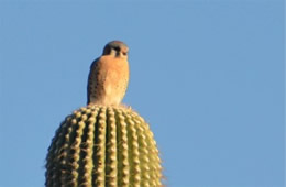 Falco sparverius - American Kestrel 