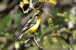Spinus psaltria - Lesser Goldfinch