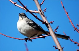 Mimus polyglotus - Northern Mockingbird