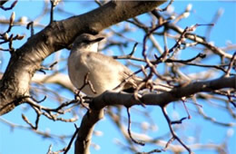 Mimus polyglotus - Northern Mockingbird