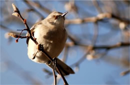 Mimus polyglotus - Northern Mockingbird