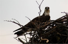 Pandion haliaetus - Osprey on Nest