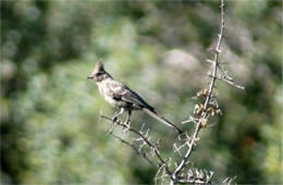 Phainopepla nitens - Phainopepla