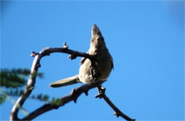 Phainopepla nitens - Phainopepla