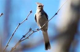 Phainopepla nitens - Phainopepla