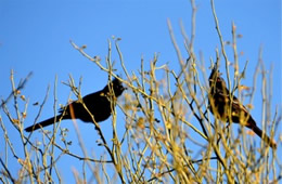 Phainopepla nitens - Phainopepla