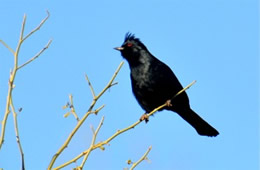 Phainopepla nitens - Phainopepla