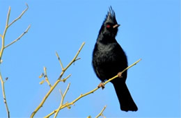 Phainopepla nitens - Phainopepla