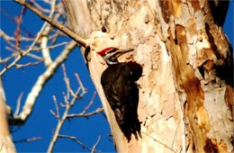 Dryocopus pileatus - Pileated Woodpecker