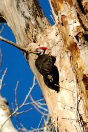 Dryocopus pileatus - Pileated Woodpecker