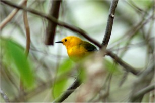 Protonotaria citrea - Prothonotary Warbler