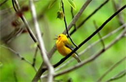 Protonotaria citrea - Prothonotary Warbler