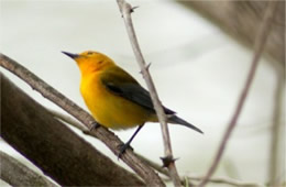 Protonotaria citrea - Prothonotary Warbler