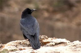 Corvus corax - Common Raven