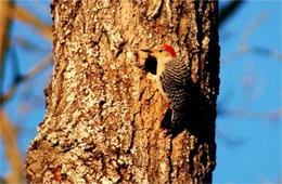Melanerpes carolinus - Red-bellied Woodpecker