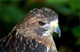 Buteo jamaicensis - Red-tailed Hawk
