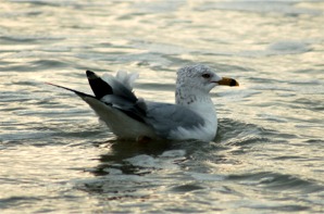 Larus delawarensis - Ring-billed Gull