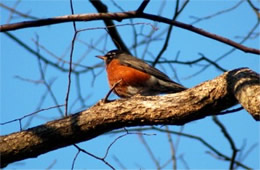 Turdus migratorius - American Robin