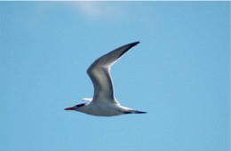 Sterna Maxima - Royal Tern