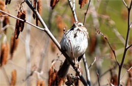 Melospiza melodia - Song Sparrow