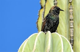 Sturnus vulgaris - European Starling