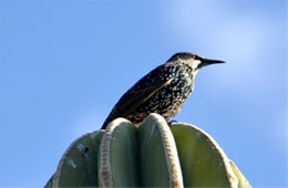 Sturnus vulgaris - European Starling