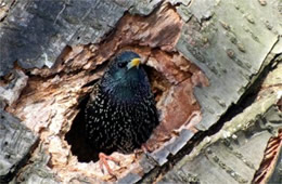 Sturnus vulgaris - European Starling