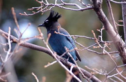 Cyanocitta stelleri - Steller's Jay