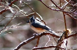 Baeolophus bicolor - Tufted Titmouse