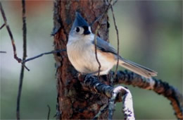 Baeolophus bicolor - Tufted Titmouse