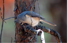 Baeolophus bicolor - Tufted Titmouse