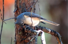 Baeolophus bicolor - Tufted Titmouse