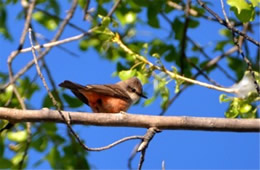 Pyrocephalus rubinus - Vermilion Flycatcher