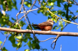 Pyrocephalus rubinus - Vermilion Flycatcher