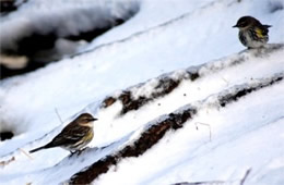 Dendroica coronata - Yellow Rumped Warbler