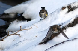 Dendroica coronata - Yellow Rumped Warbler