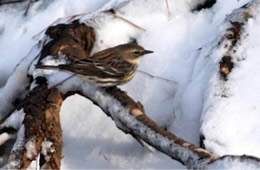 Dendroica coronata - Yellow Rumped Warbler